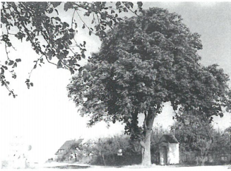Kastanienbaum bei der Franziskuskapelle